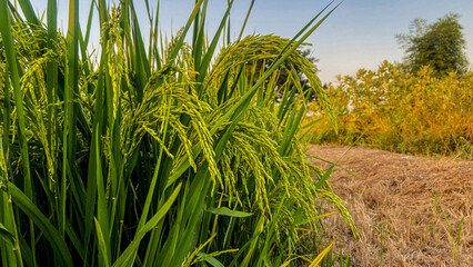 Rice harvest in a fertile rice field, farming techniques, nature photography, bright environment, close up view