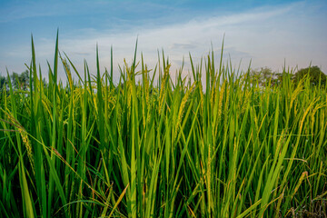 Rice harvesting techniques in agriculture, rural landscape photography, nature, bright green grasslands, aerial view