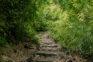Bamboo pathway in lush green forest nature photography agriculture inspiration tranquil environment serene viewpoint
