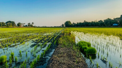 Naklejka premium Rice farming practices in lush fields agricultural techniques in a verdant landscape at sunrise