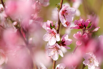A close up of a tree with pink flowers