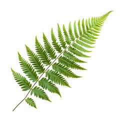 Detailed Fern Frond with Pinnae, Isolated on White, Showcasing Natural Texture and Botanical Detail Transparent Background