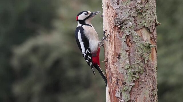 Buntspecht&nbsp;(Dendrocopos major)  