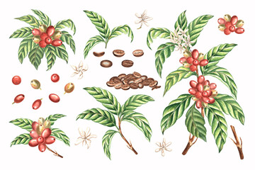 Set of coffee branches. Leaves and flowers, berries and roasted beans. Watercolor hand drawn illustration isolated. Coffee plantation, farm. Arabica and Robusta sort. Clipart for packaging, textile. © susie_p_art