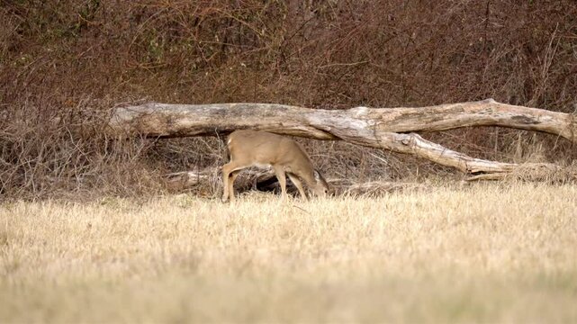 Female deer eating dry grass on a winter meadow, on a sunny day
