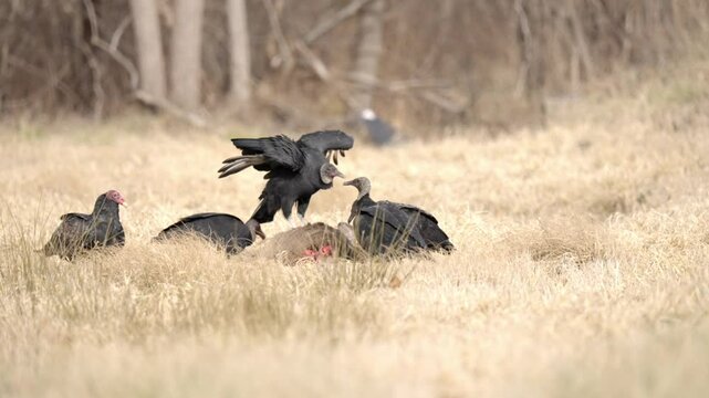 Scavenger Turkey vultures flying around and eating a deer carcass, birds of prey