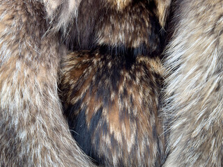 A close up of a furry animal's back with a brown and white pattern