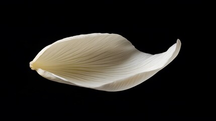 Single Delicate White Flower Petal Isolated on Black