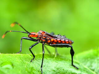 Assassin bug in green leaves,assassin bug (Reduviidae)