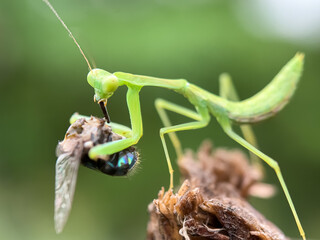 Close up of Praying mantis eating a fly,praying mantis preys on insects