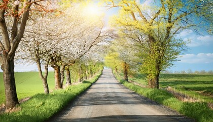 Naklejka premium Scenic Spring Road – Tree-Lined Path with Fresh Green Foliage and Blooming Countryside Landscape
