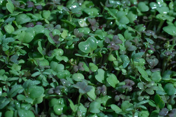 A lawn of micro greens (Kohlrabi, Watercress salad, Mizuna) top view. Background of young plants....