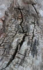 Burnt area on a tree trunk macro shot vertical image 
