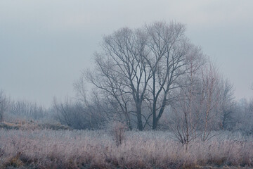 Oszronione drzewo zimową porą 