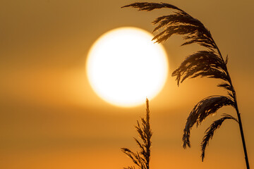 Wschód słońca w trawach  © Sylwester Popenda