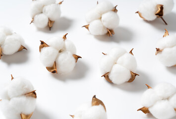 Cotton Flower on a White Background