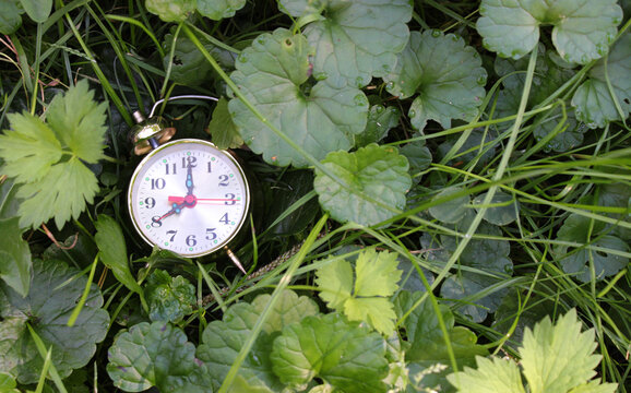 Classic Bell Clock On A Green Grass At A Side Of Image With Copy Space
