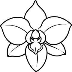 orchid isolated on white background