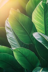 Obraz premium Green leaves with a sunlit background, a spring nature banner concept for healthy lifestyle or environmental protection themes. 