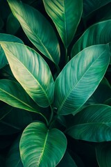 Fototapeta premium Green leaves with a sunlit background, a spring nature banner concept for healthy lifestyle or environmental protection themes. 