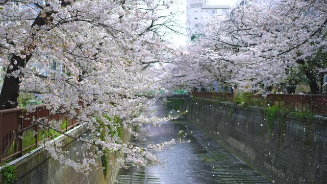 A flurry of Cherry blossom petals in Meguro river Tokyo