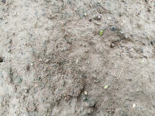 The surface of the soil is wet and damp, exposed to rainwater.