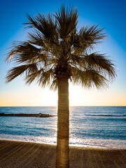 Palm tree hiding sunrise on Larvotto beach, Monaco