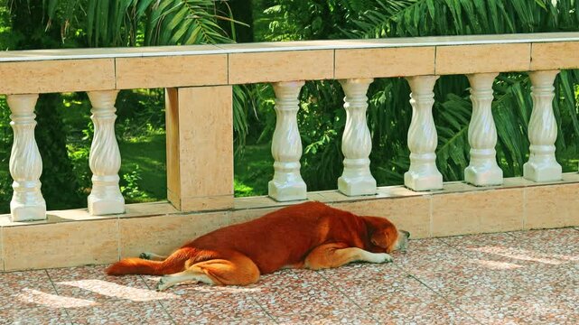 4k happy old dog sleep or nap on house terrace or balcony in sunlight n sun light ray btw palm tree shadow in tropical summer warm weather at sunny n daylight sunshine day, happy n realaxation animals