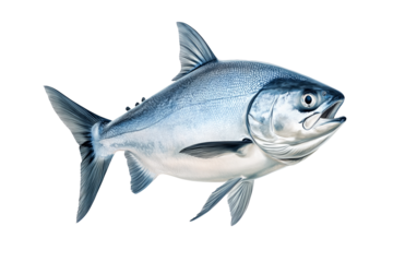 Raw salmon fish with detailed fins and scales, isolated on white transparent background, concept of marine life.