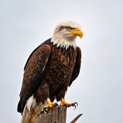 Obraz premium Bald Eagle Standing on Hind Legs. Generative AI. eagle white background. A majestic bald eagle perched on a branch, its sharp talons visible on a white background.