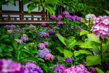 京都市の智積院で見た、ピンクや紫色などのカラフルな紫陽花