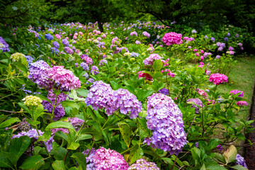 京都市の智積院で見た、ピンクや紫色などのカラフルな紫陽花が広がる庭園
