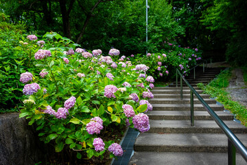 京都市の智積院で見た、階段の脇に咲くピンク色の紫陽花