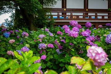 京都市の智積院で見た、ピンクや紫色などのカラフルな紫陽花