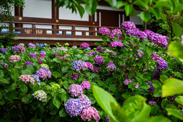 京都市の智積院で見た、ピンクや紫色などのカラフルな紫陽花