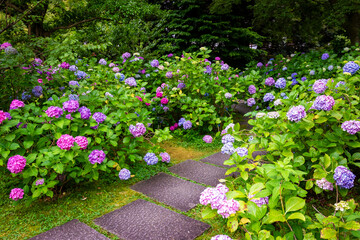 京都市の智積院で見た、ピンクや紫色などのカラフルな紫陽花が広がる庭園