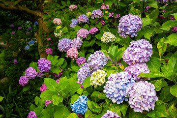 京都市の智積院で見た、ピンクや紫色などのカラフルな紫陽花