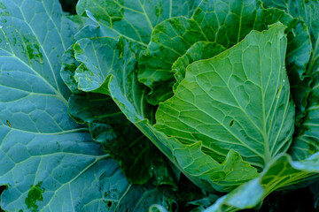 Orgarnic cabbage head with green leaf raw food ingridient
