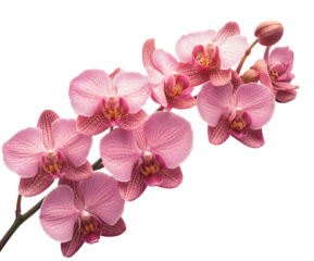 Delicate pink orchids bloom gracefully in a serene arrangement, showcasing nature's beauty and intricate details for all to admire isolated on transparent background
