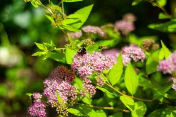 Bumblebee and honeybee collect nectar from pink spirea flowers in a lush green garden.