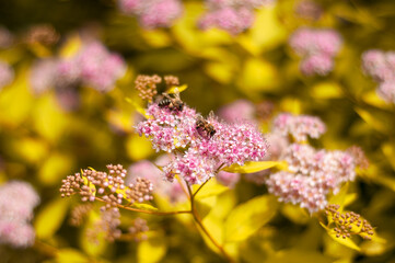 Two honeybees pollinate delicate pink flowers on a vibrant yellow bush.