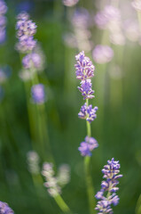 Close-up view of a lavender stalk in bloom, bathed in soft sunlight