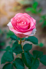 A single pink rose in bloom, its petals unfurling to reveal its delicate inner layers