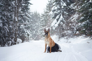 A Belgian Malinois dog sitting in a snowy forest. The scene captures the dog in a serene winter setting surrounded by tall snow-covered trees.