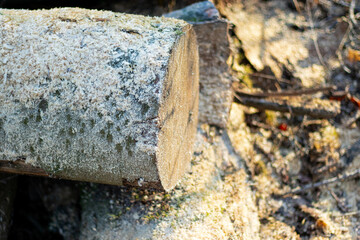Close up of log trunks pile. Sawn and marked trees from the forest 