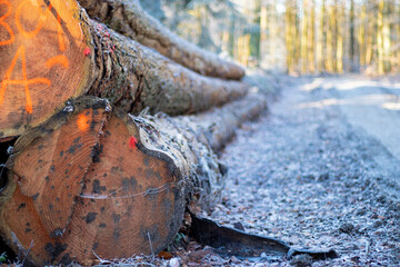 Close up of log trunks pile. Sawn and marked trees on the ground in the forest, blurred background at daylight 