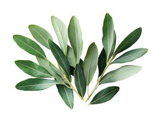 Fresh green leaves arranged artistically, capturing the essence of nature in a minimalist composition isolated on transparent background