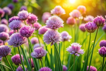 Obraz premium Blossoming Chives in Garden - Fresh Spring Bounty