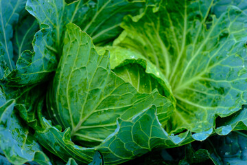 Orgarnic cabbage head with green leaf raw food ingridient