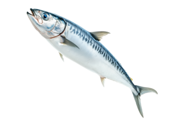 Fresh mackerel fish with detailed scales and fins isolated on white transparent background. Concept of seafood and marine life